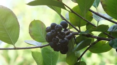Aronia berry verimli şube