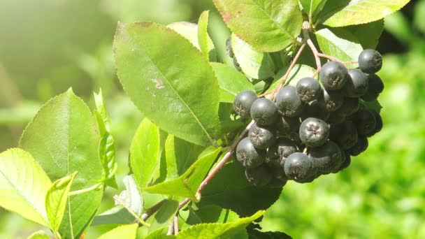 Aronia berry ramo frutífero — Vídeo de Stock