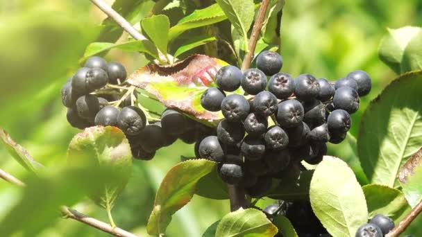 Aronia berry ramo frutífero — Vídeo de Stock