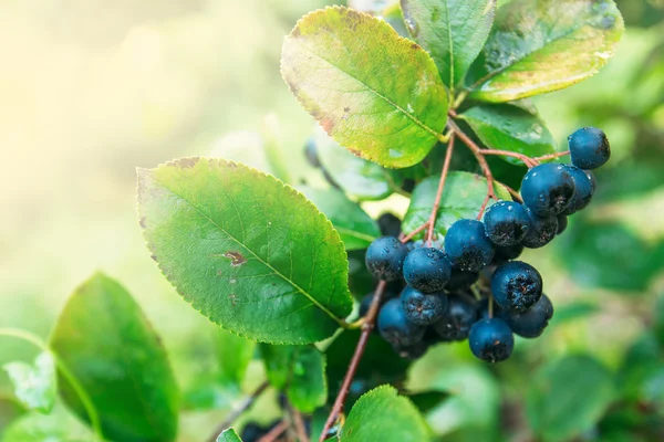 Γόνιμη ώριμα aronia berry φρούτων στον κλάδο — Φωτογραφία Αρχείου