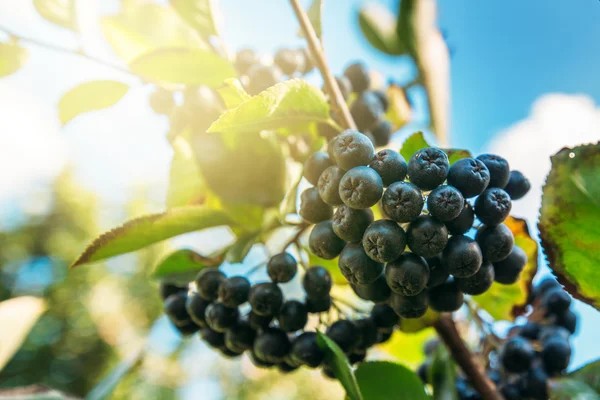 Fruitful ripe aronia berry fruit on the branch — Stock Photo, Image