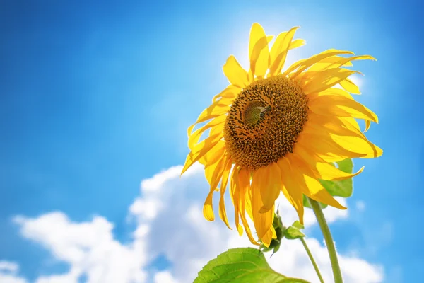 Blühende Sonnenblumenköpfe auf kultiviertem Feld — Stockfoto
