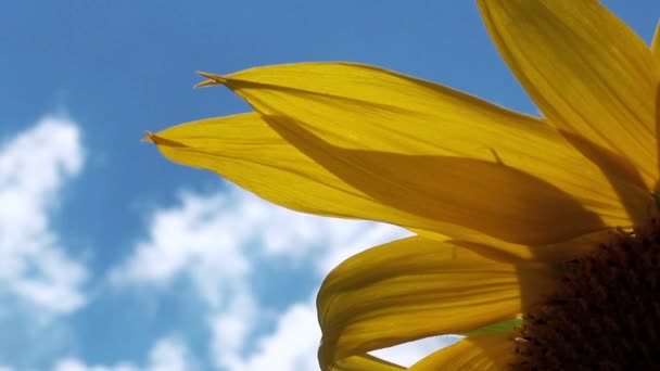 Zonnebloemen in veld — Stockvideo