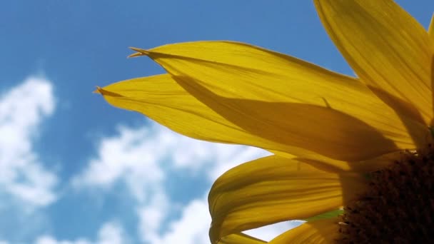 Girasoles en el campo — Vídeo de stock