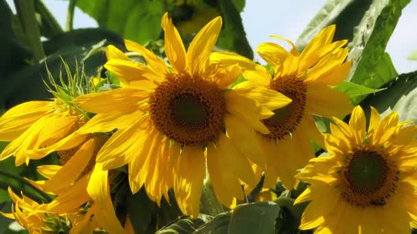 Girasoles en el campo — Vídeo de stock