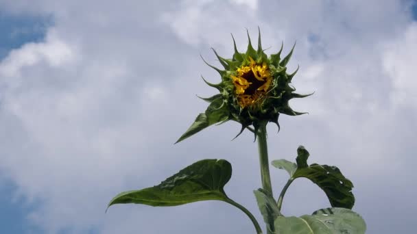 Zonnebloemen in veld — Stockvideo