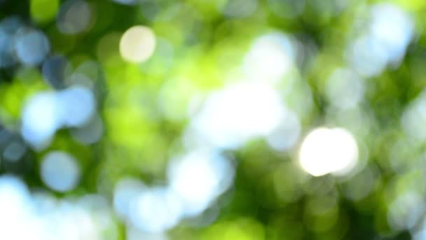 Résumé du fond bokeh de la cime des arbres 