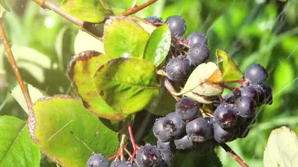 Aronia berry branch in summer shower rain — Stock Video