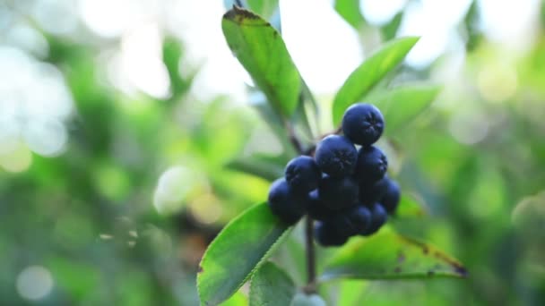 Fruchtbarer Aronia-Beerenzweig gegen Sonnenlicht — Stockvideo