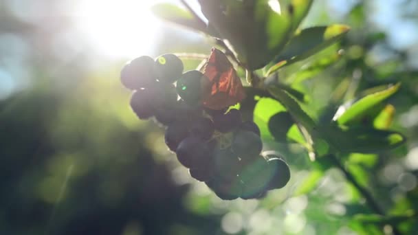 Givande aronia bär grenen mot solljus — Stockvideo