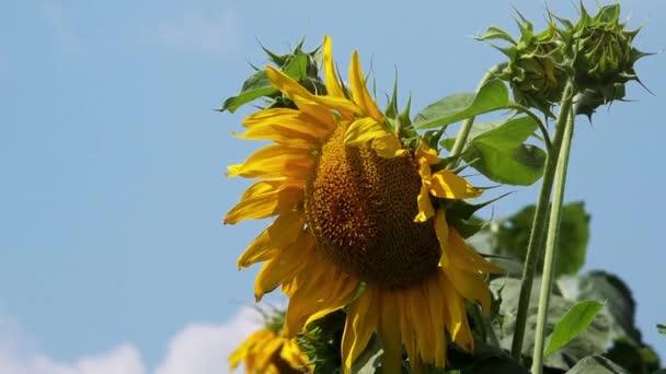 Bloeiende zonnebloemen in veld — Stockvideo