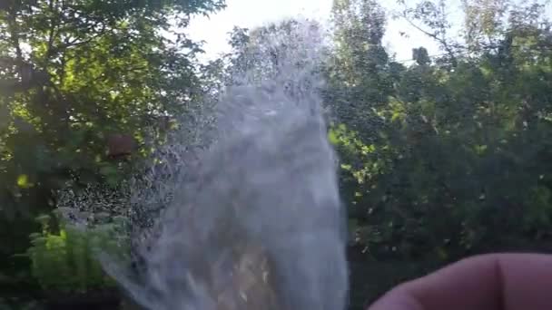 Arrosage des plantes dans le jardin — Video