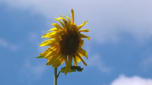 Kvetoucí slunečnice v oboru — Stock video