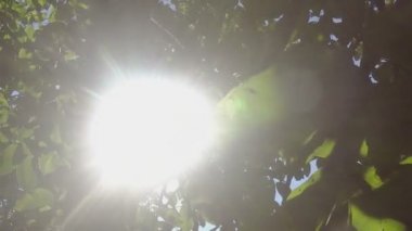 Ceviz treetop altında