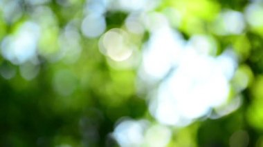 Yeşil treetop odak dışı bırakır