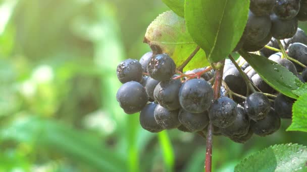 Aronia melanocarpa érett bogyók — Stock videók