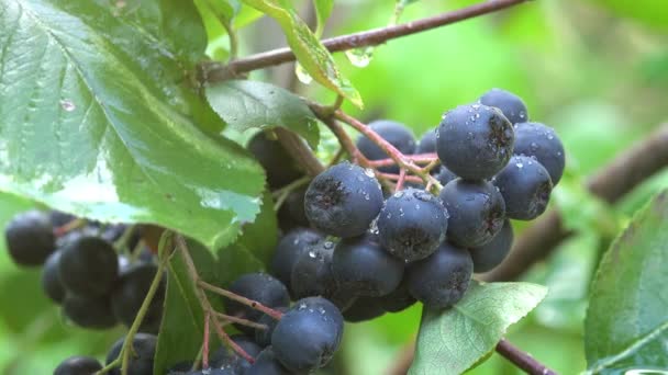 Aronia melanocarpa ώριμα φρούτα του δάσους — Αρχείο Βίντεο