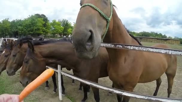 Alimentando cavalos com cenouras — Vídeo de Stock