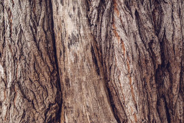Старая древесная корка
