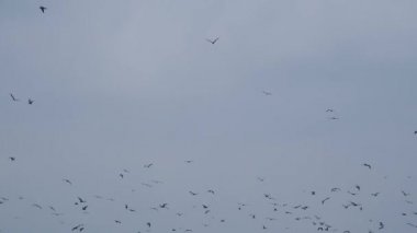 Gökyüzündeki kuş sürüsü