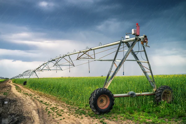 Irrigação no campo de colza no dia chuvoso — Fotografia de Stock
