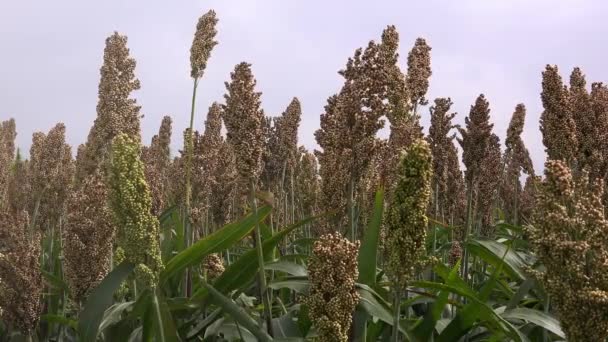 Odlade sorghum fält — Stockvideo