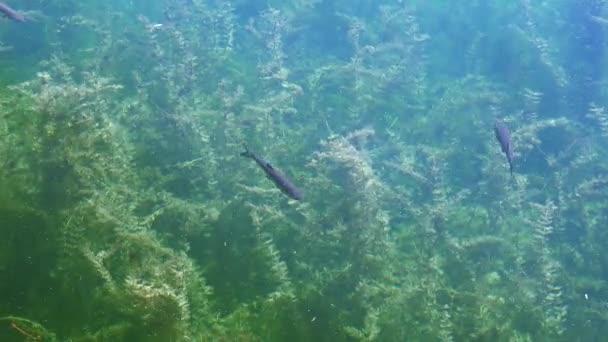 Peces trucha nadando en agua turquesa clara — Vídeo de stock