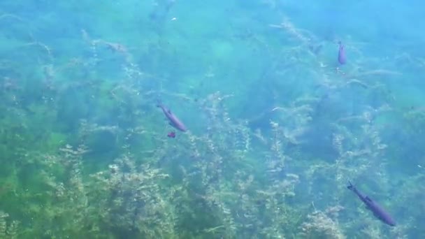 マス魚が泳いでオフに青緑色の水 — ストック動画