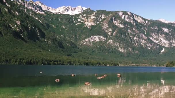 Skupina kachen na Bohinjského jezera ve Slovinsku — Stock video