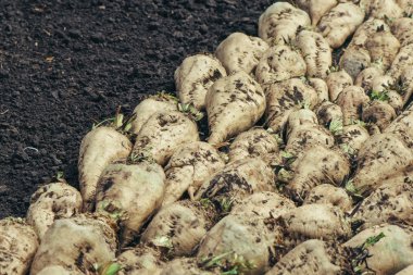 Hasat şeker pancarı kırpma kök kazık yere