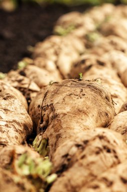 Hasat şeker pancarı ekin kök