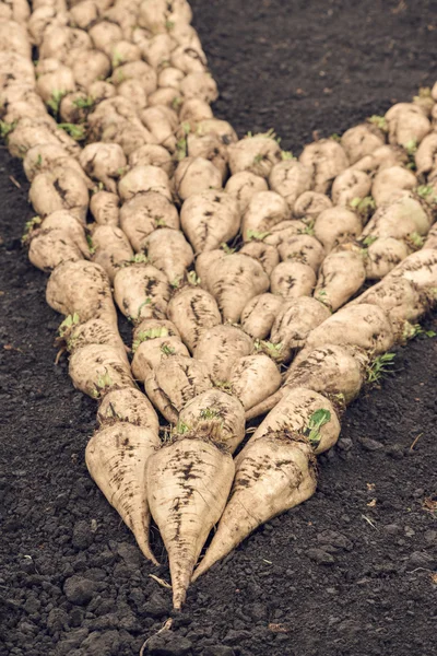 Geerntete Zuckerrüben Wurzelstapel auf dem Boden — Stockfoto