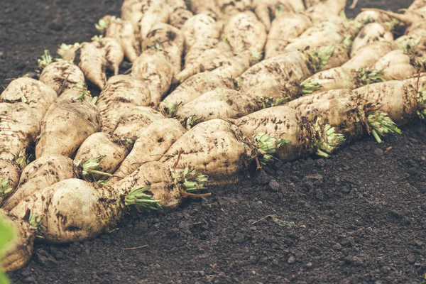 Geerntete Zuckerrüben Wurzelstapel auf dem Boden — Stockfoto