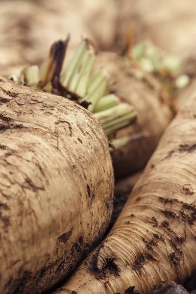 Harvested sugar beet crop root — Stock Photo, Image