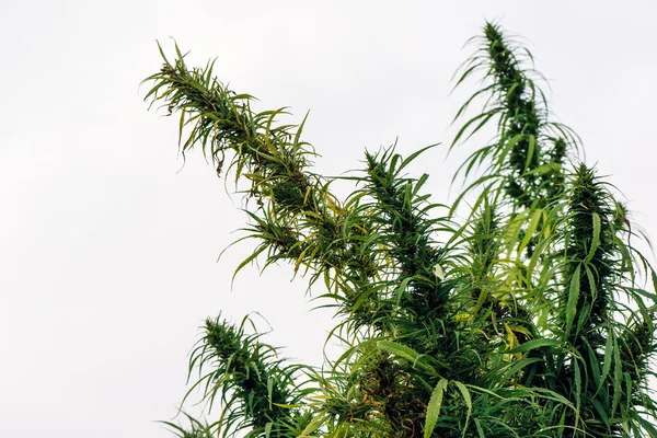 Cultivated hemp in field — Stock Photo, Image
