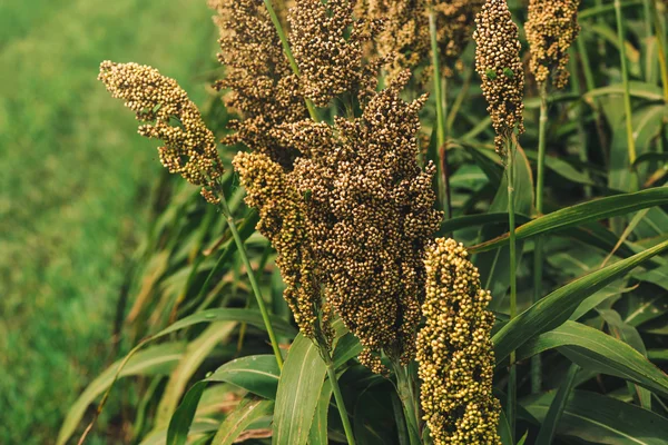 Campo de sorgo cultivado —  Fotos de Stock