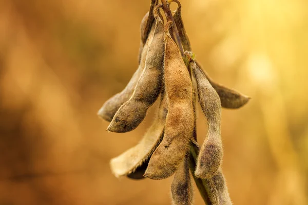 Close up de vagens de soja madura em campo cultivado — Fotografia de Stock