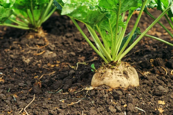 Sugar beet root in ground — Stock Photo, Image