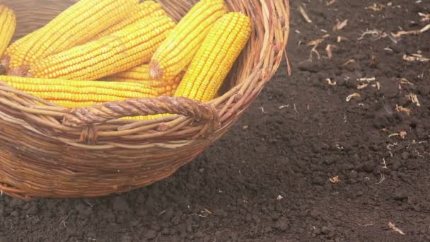 Harvested corn in basket — Stock Video