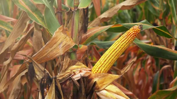 Harvest ready corn plantation — Stock Video