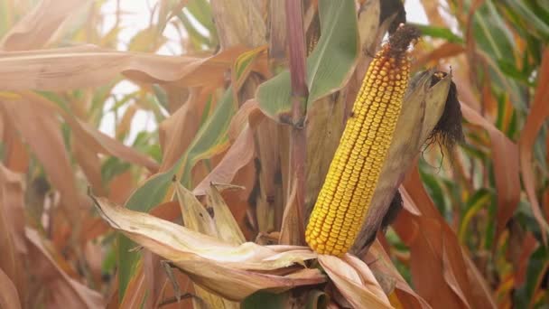 Сбор урожая на кукурузной плантации — стоковое видео