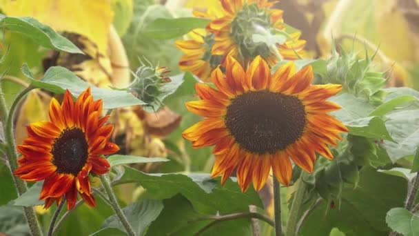 Girasoles rojos floreciendo — Vídeo de stock