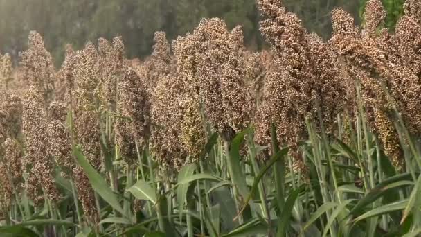 Cultivated sorghum field — Stock Video