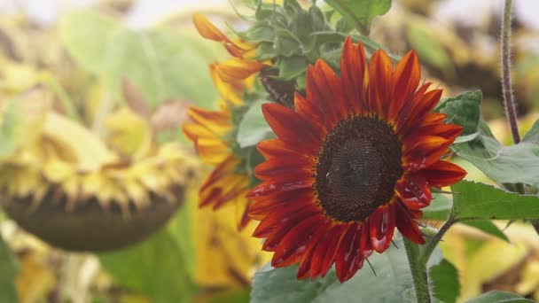 Červené slunečnice kvetou — Stock video