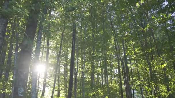 Forest and sunlight rays through the trees — Stock Video