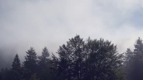 Nuage de brouillard matinal d'été en forêt de montagne — Video