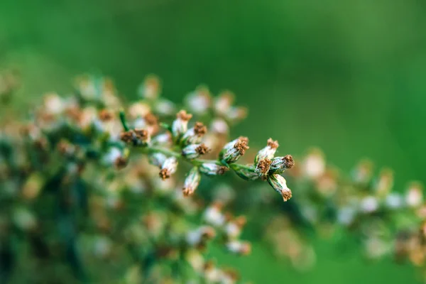 Ragweed oder Ambrosia-Plantpollen sind berüchtigt für Allergien — Stockfoto