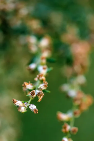 Ragweed o ambrosia plantpolen es notorio por causar alergi —  Fotos de Stock