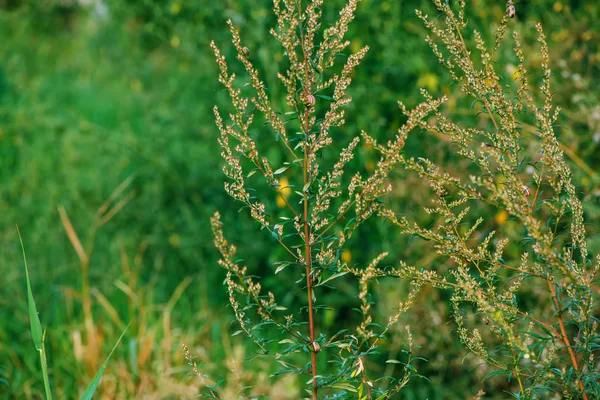 Ragweed oder Ambrosia-Plantpollen sind berüchtigt für Allergien — Stockfoto