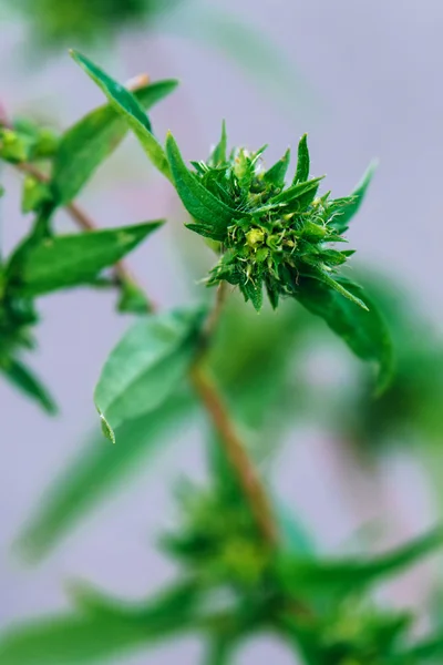 Ragweed ou ambrosia plantpollen é notório por causar alérgenos — Fotografia de Stock